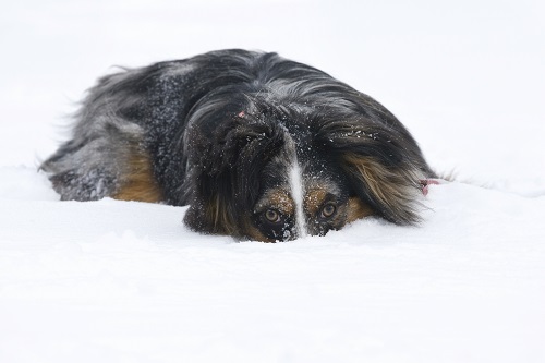 Pies w zimie – jak pomóc pupilowi przetrwać chłody