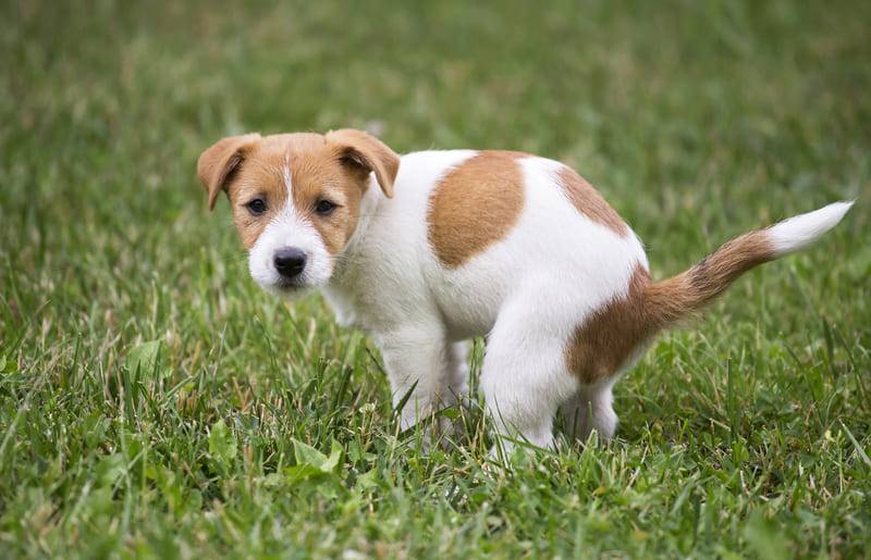 Psie kupy na trawniku – czy stanowią zagrożenie dla zdrowia