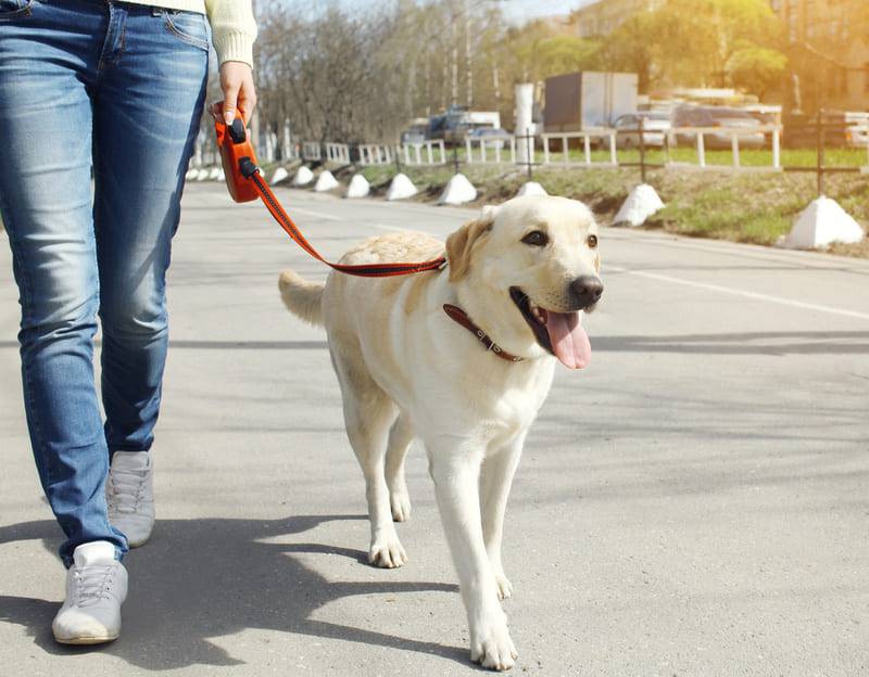 Częstotliwość spacerów – jak dostosować ją do psa?