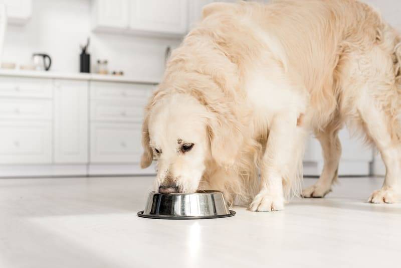 Karmienie psa a odchody – jaki wpływ na kupy ma odżywianie?