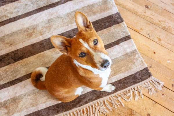 Nauka czystości – jak oduczyć psa załatwiania się w domu?
