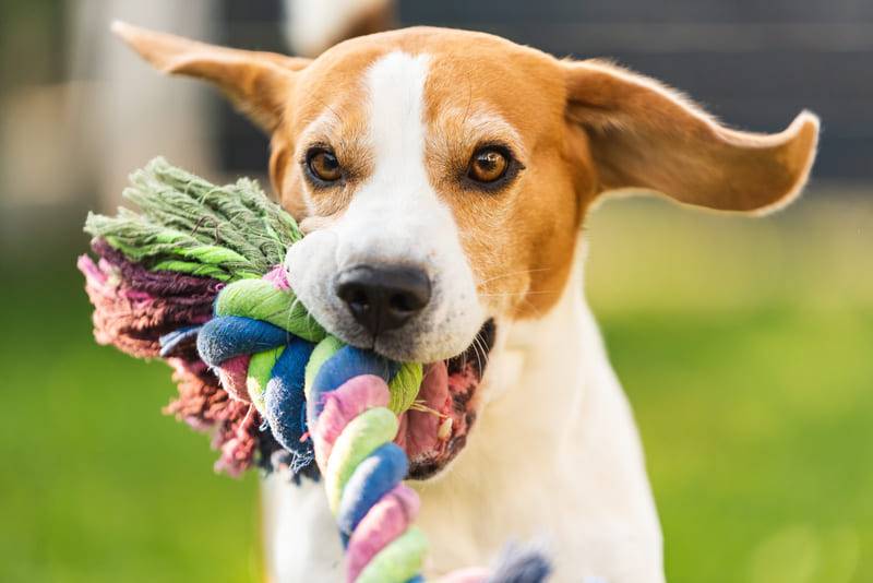 Jak bawić się z psem na dworze? 5 polecanych aktywności