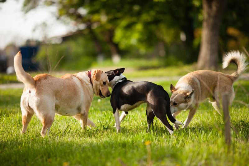 pies podbiegający do innego psa